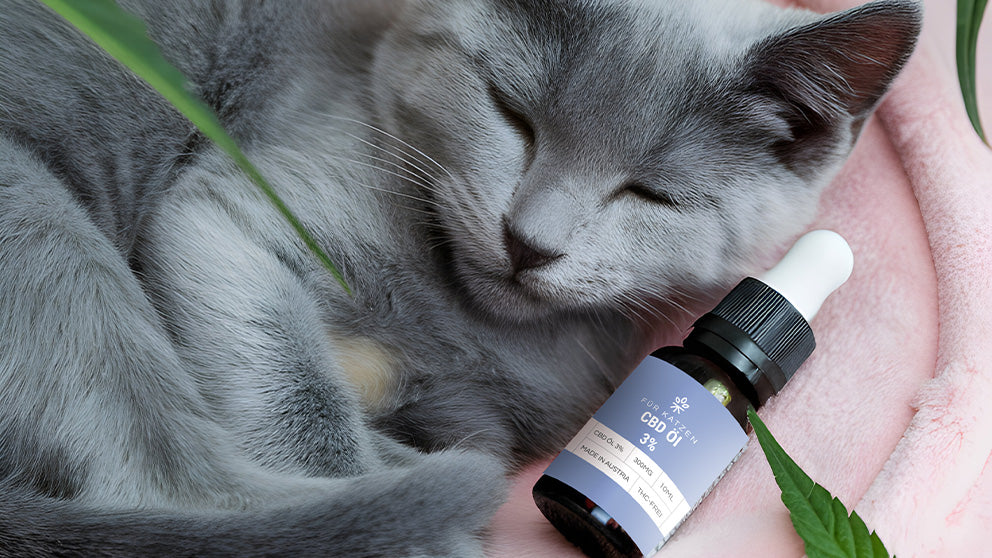 CBD Öl für empfindliche Tiere wie Katzen