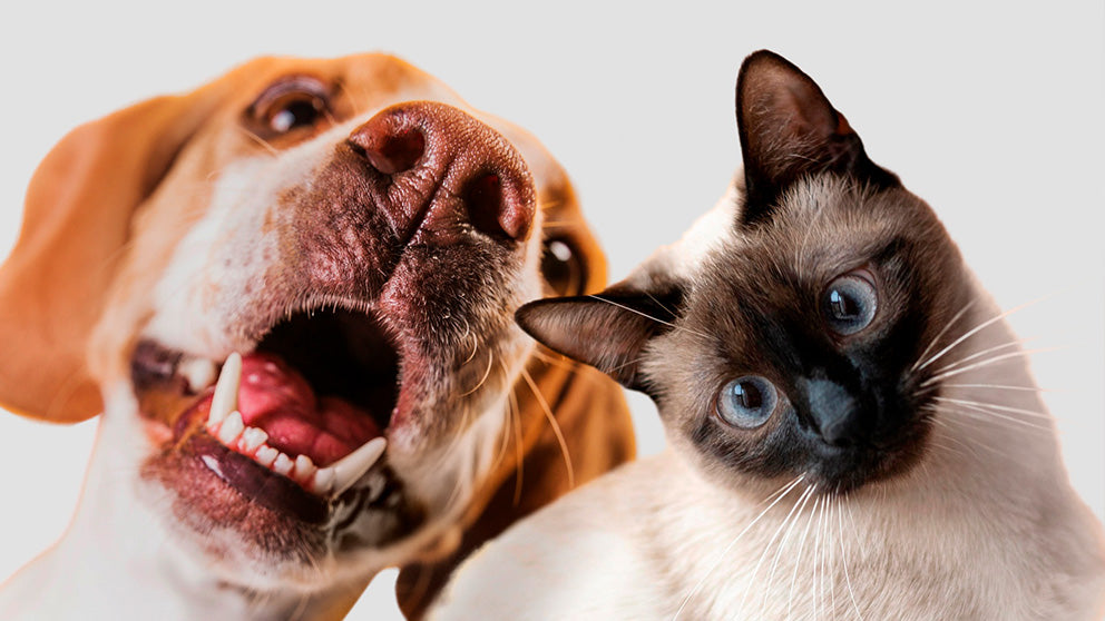 CBD Öl für Tiere kaufen bei CBD Stores