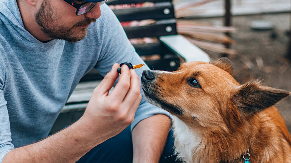 CBD Öl für Tiere von CBD Stores - Dosierung