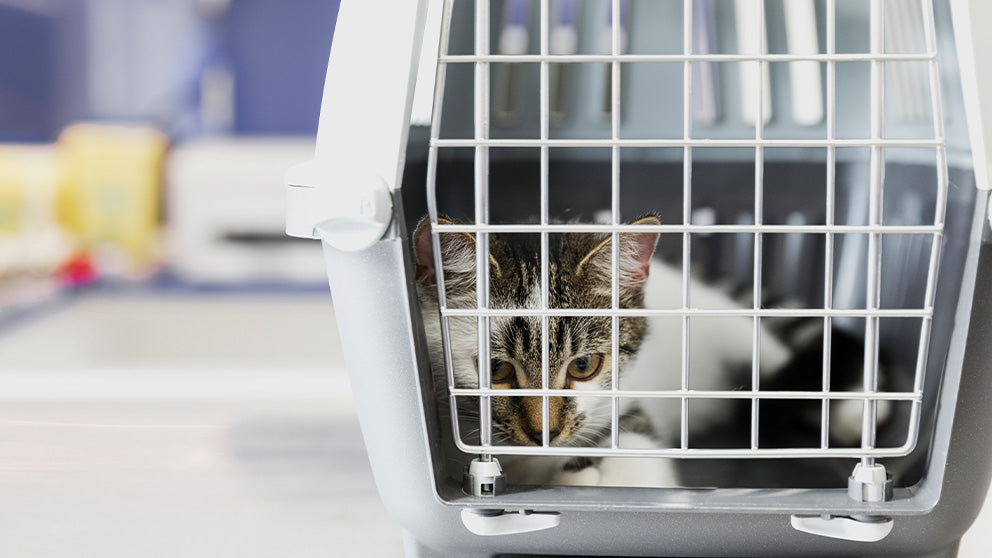 CBD für Tiere - Katze beim Tierarzt